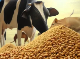 The-largest-supplier-of-livestock-and-poultry-feed-in-Iran
